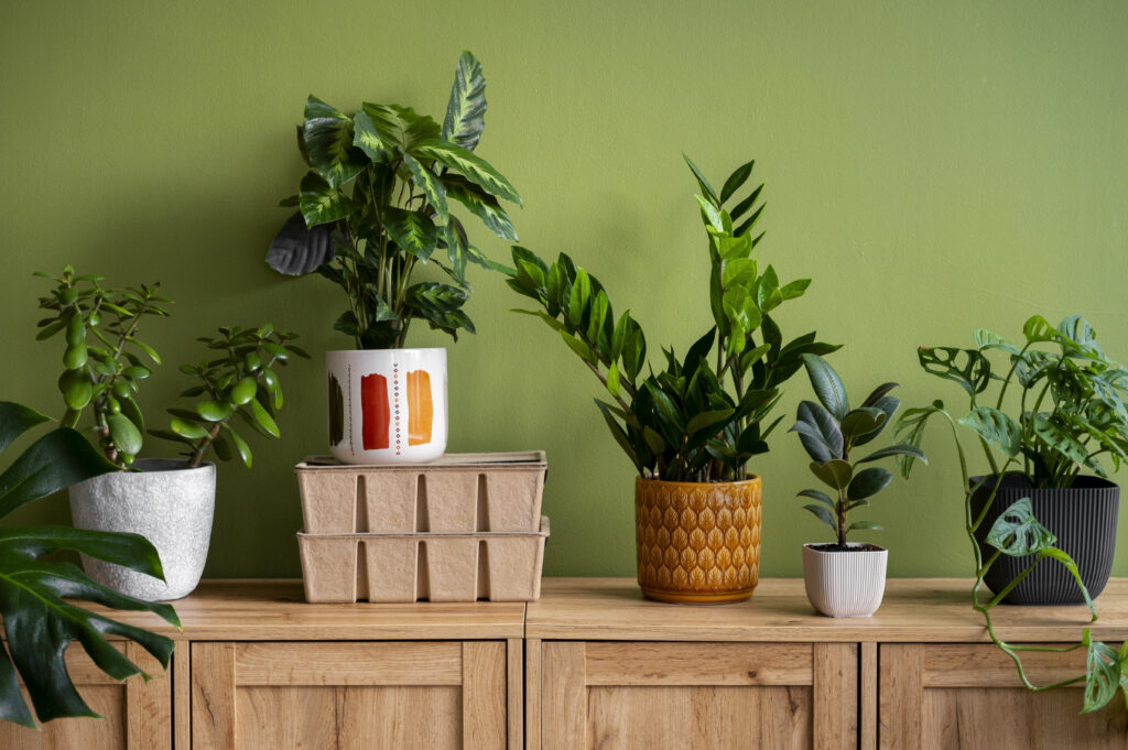 dicas de como transformar espaços esquecidos da casa com plantas e espécies que purificam o ar, trazem equilíbrio e ajudam a promover bem-estar